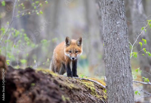Red fox kit Vulpes vulpes standing on top of a mossy log deep in the forest in early spring in Canada © Jim Cumming