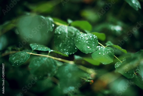 Close up water drops on the green leaves. Macro rain drops. Background.