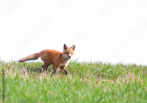 Red fox Vulpes vulpes kit waiting by the den for its mother on top of grassy hill in the spring in Canada