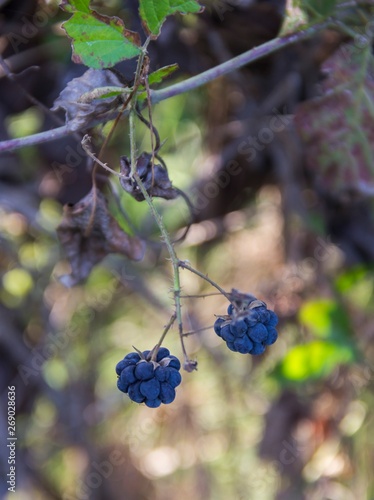 berries on a bush