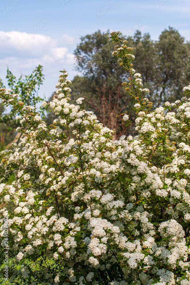 white flowers of apple tree in spring white flowers of apple tree in spring