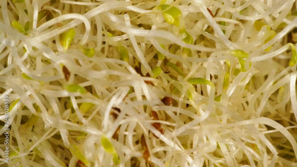 Closeup fresh raw alfalfa lucerne sprouts rotating. Top view. Healthy diet superfood and clean very nutritious eating concept Closeup fresh raw alfalfa lucerne sprouts rotating. Top view. Healthy diet superfood and clean very nutritious eating concept