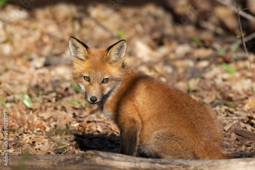 Red fox Vulpes vulpes kit in the forest in springtime in Canada  © Jim Cumming