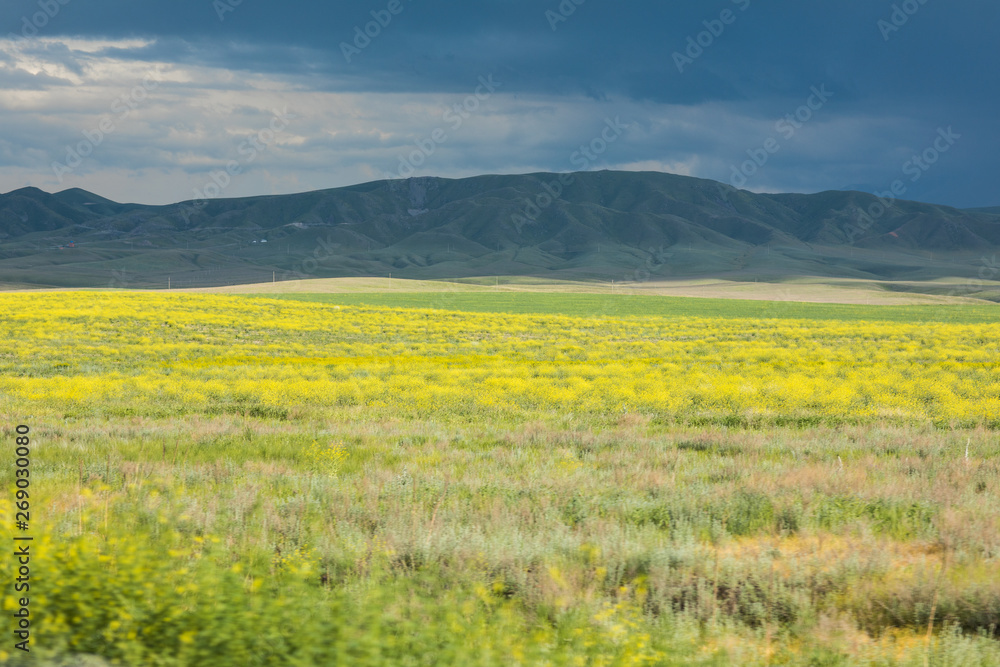 landscape with flower field and hills