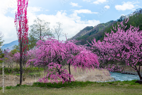 View of the spring Hakuba village ohira Park in Japan. photo