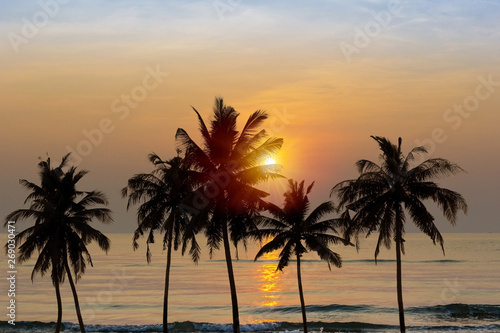 Coconut trees at beach © taitai6769