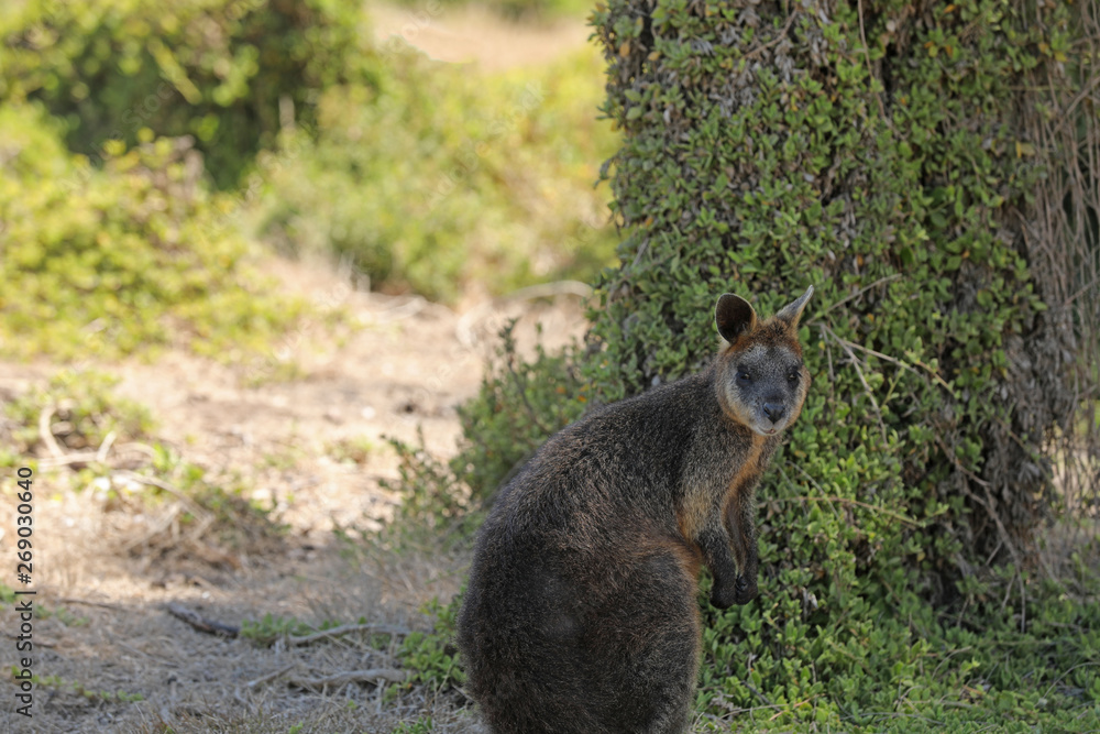 Naklejka premium Känguru Wallaby in Australien