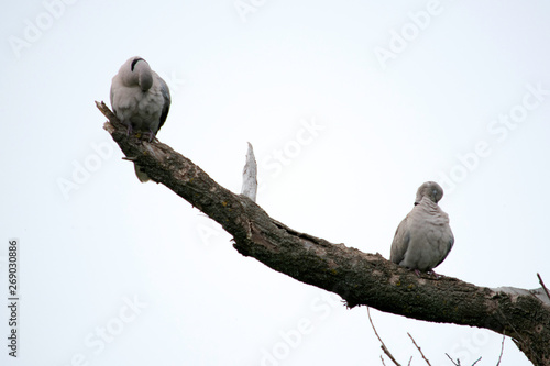 two turtle doves sit on a branches of a dry tree
