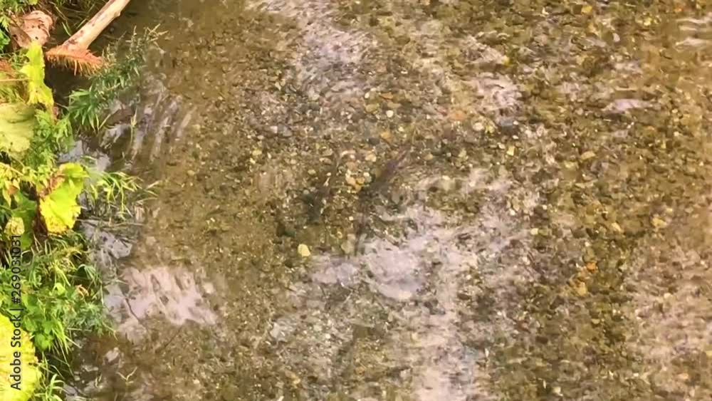 北海道 標津町 忠類川 サケ