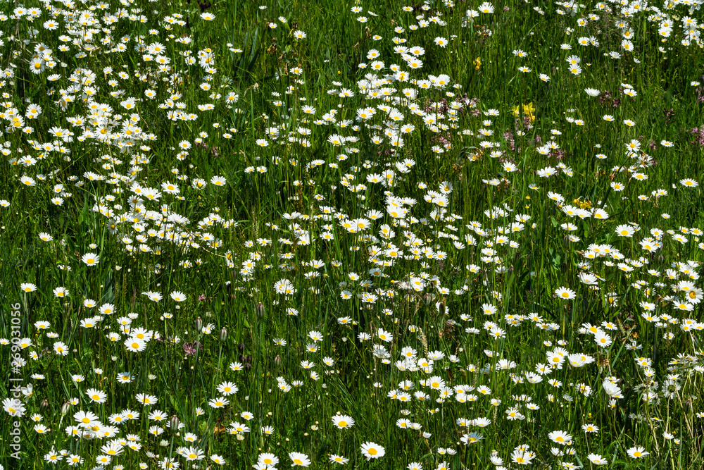 Wiese mit blühenden Margeriten