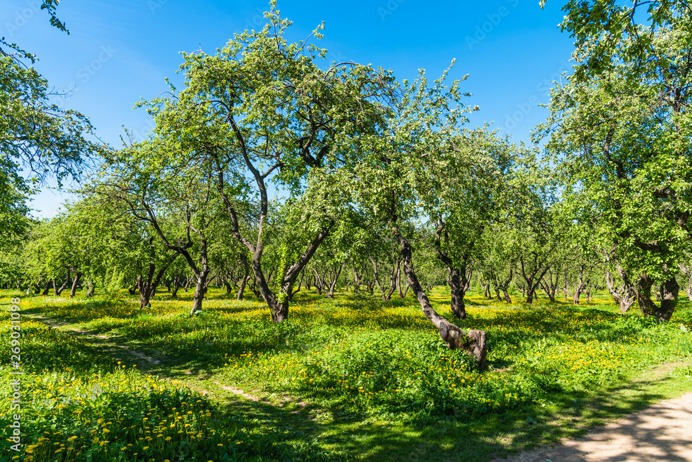 Beautiful landscape - Old apple orchard at the end of spring on a sunny day Beautiful landscape - Old apple orchard at the end of spring on a sunny day