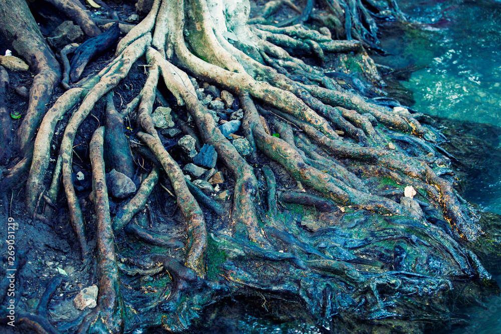 Tree roots in tropical forests, large tree roots, details of trees in the forest Tree roots in tropical forests, large tree roots, details of trees in the forest