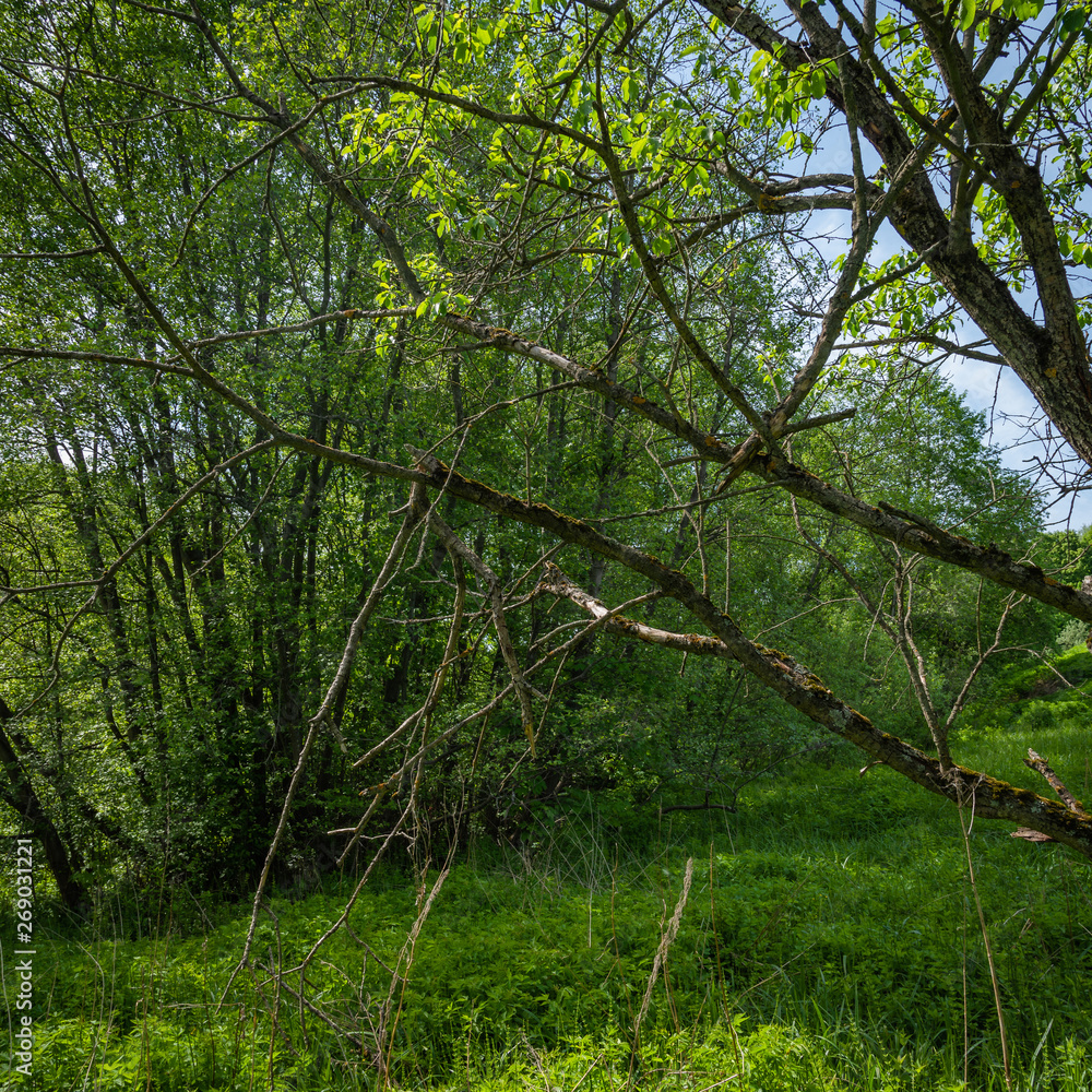 Fototapeta premium Summer woodland landscape - broken tree in the forest