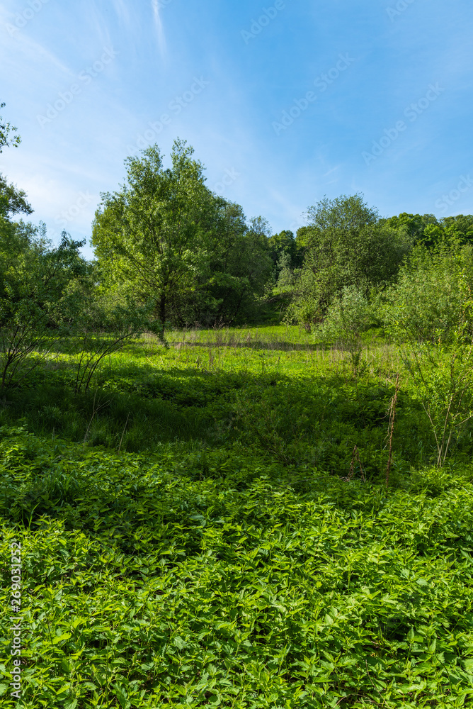 Fototapeta premium Summer natural landscape - a tree in a forest glade with fresh green grass
