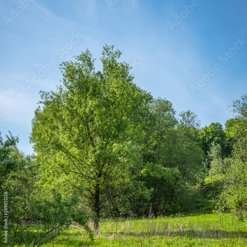 Summer natural landscape - a tree in a forest glade with fresh green grass