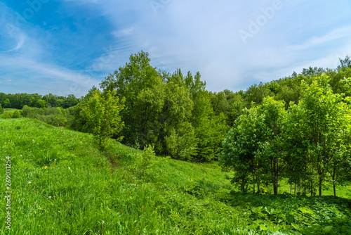 European summer landscape - forest in the hills on a sunny day
