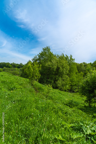 European summer landscape - forest in the hills on a sunny day