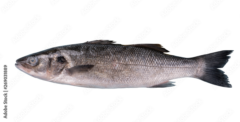 Sea bass isolated white background Sea bass isolated white background