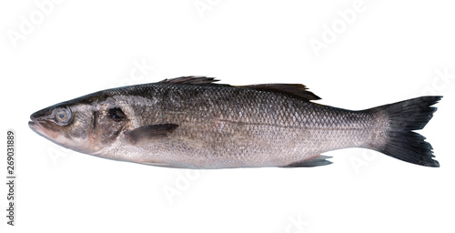  Sea bass isolated white background
