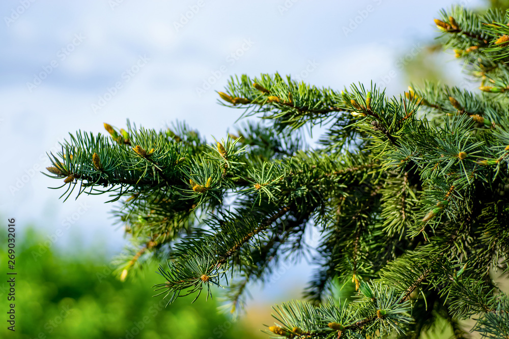 Green spruce branch on a background of blue sky