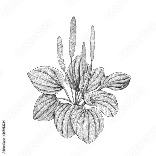 Broadleaf plantain