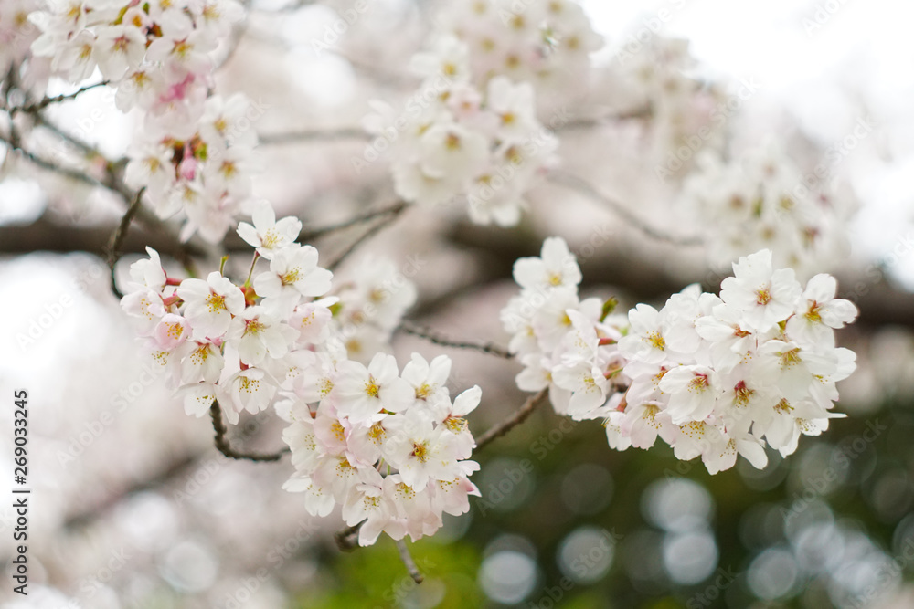 cherry blossom in the park , Japan cherry blossom in the park , Japan