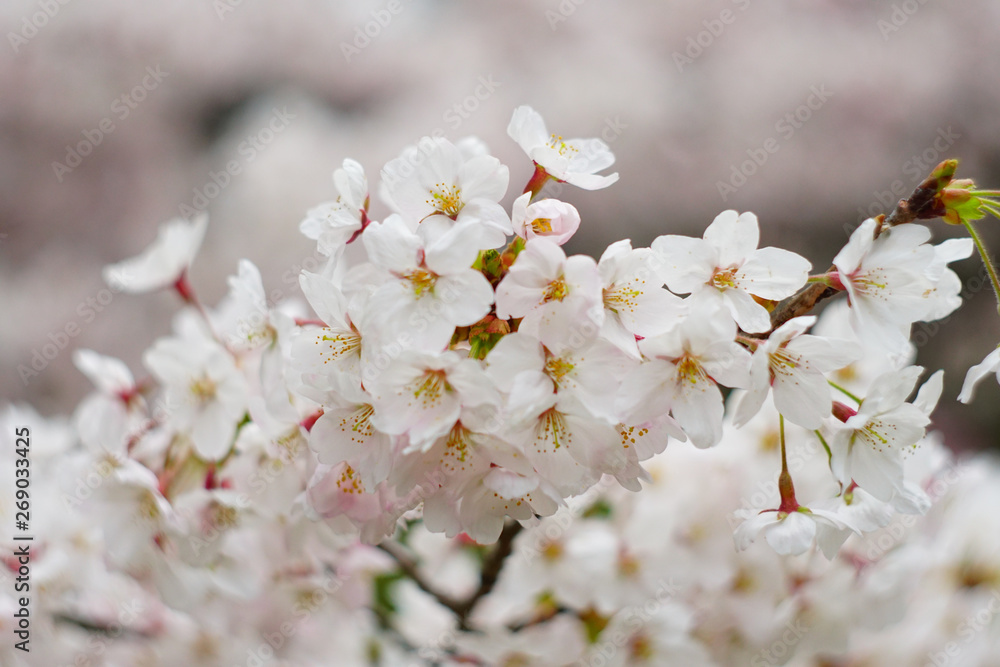 cherry blossom in the park , Japan cherry blossom in the park , Japan