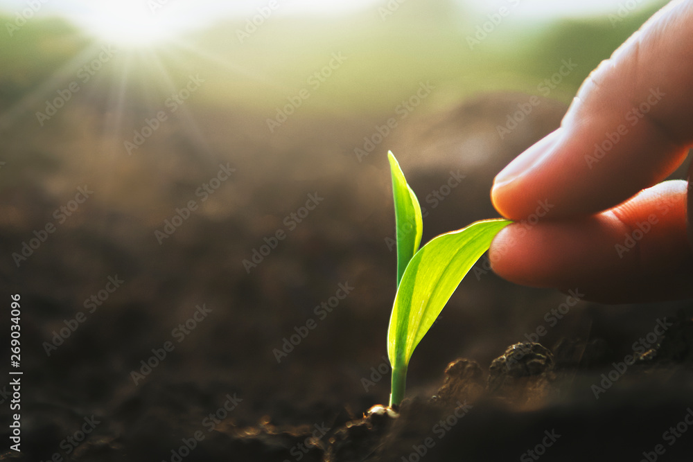 hand holding sapling corn in farm with sunset. concept agriculture - obrazy, fototapety, plakaty 