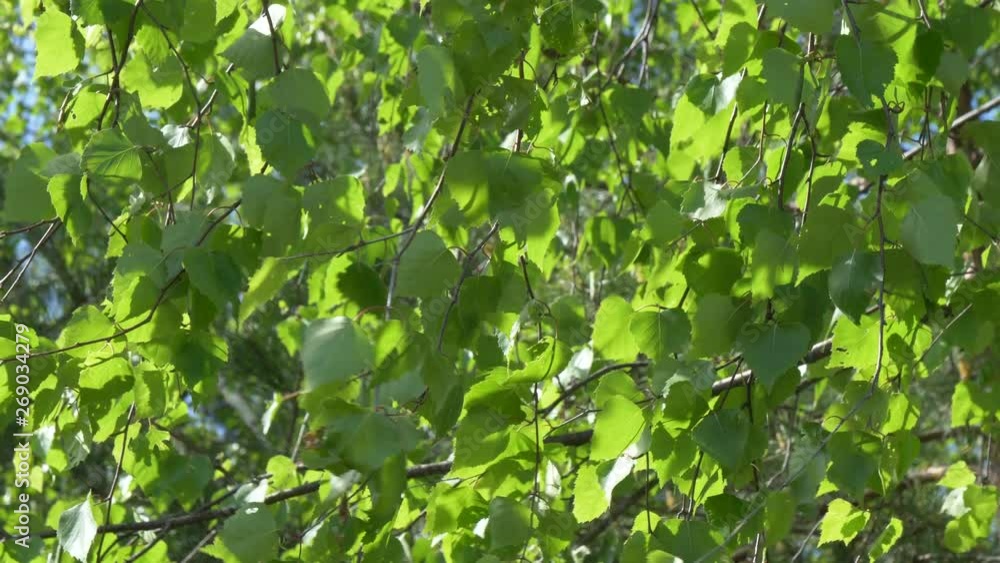 Birch Grove. white tree trunks on a green background Birch Grove. white tree trunks on a green background