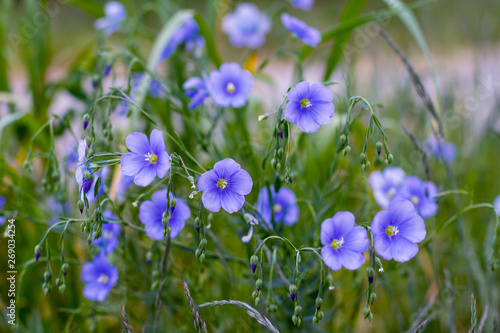Purple lewis flax flowers bloom in the spring; delicate blossoms and buds of Linum lewisii