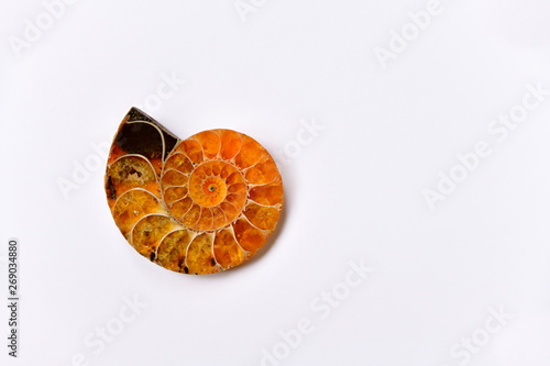 Amber-colored ammonite shell, ancient fossil against white background. Copy space for individual text and design.