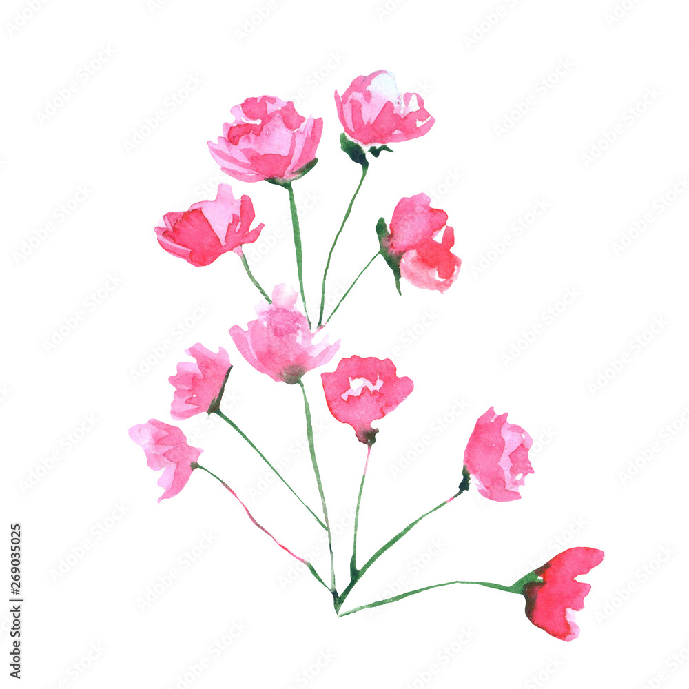 Obraz premium Watercolor hand drown plant. Botanical illustration on white background