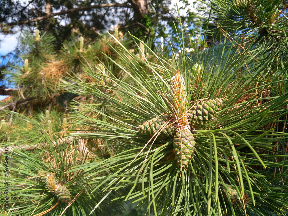 Young cones on the branch of a coniferous tree Young cones on the branch of a coniferous tree