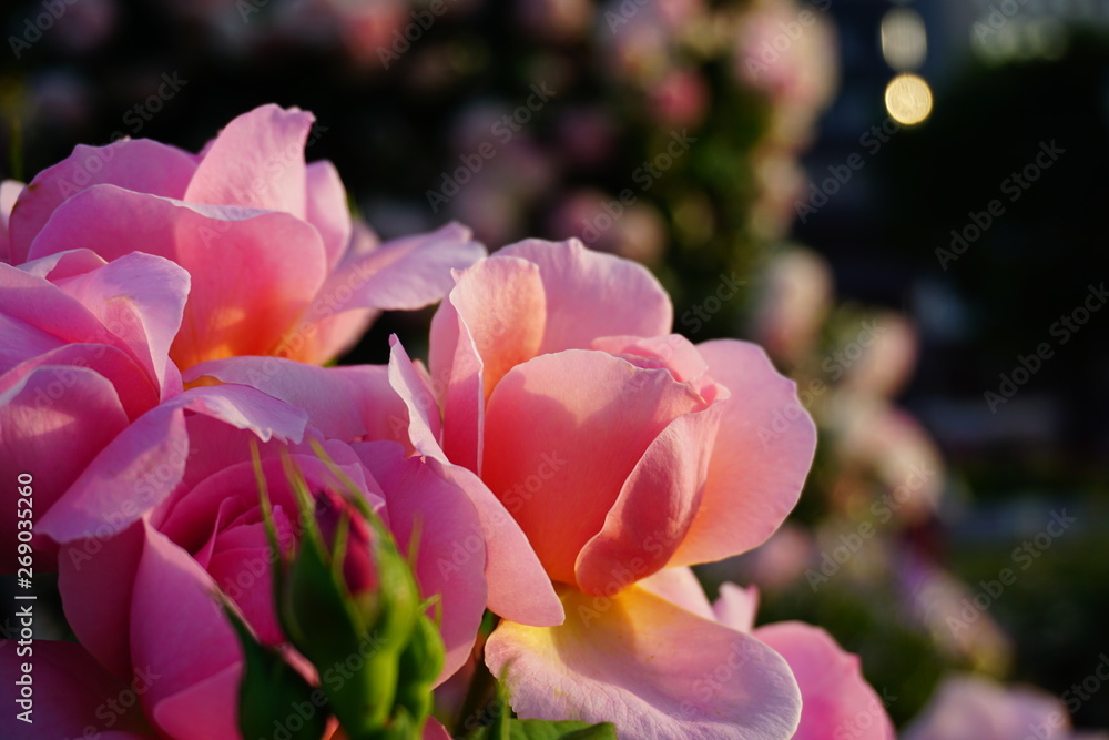 Obraz premium バラの花 フランシスプレイズ