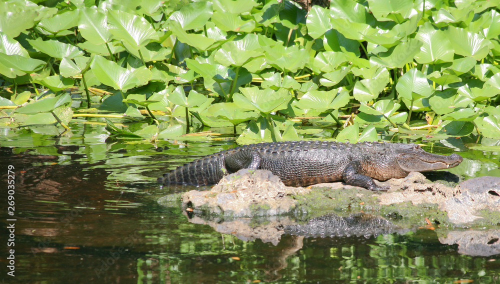 Alligator Sunning Alligator Sunning