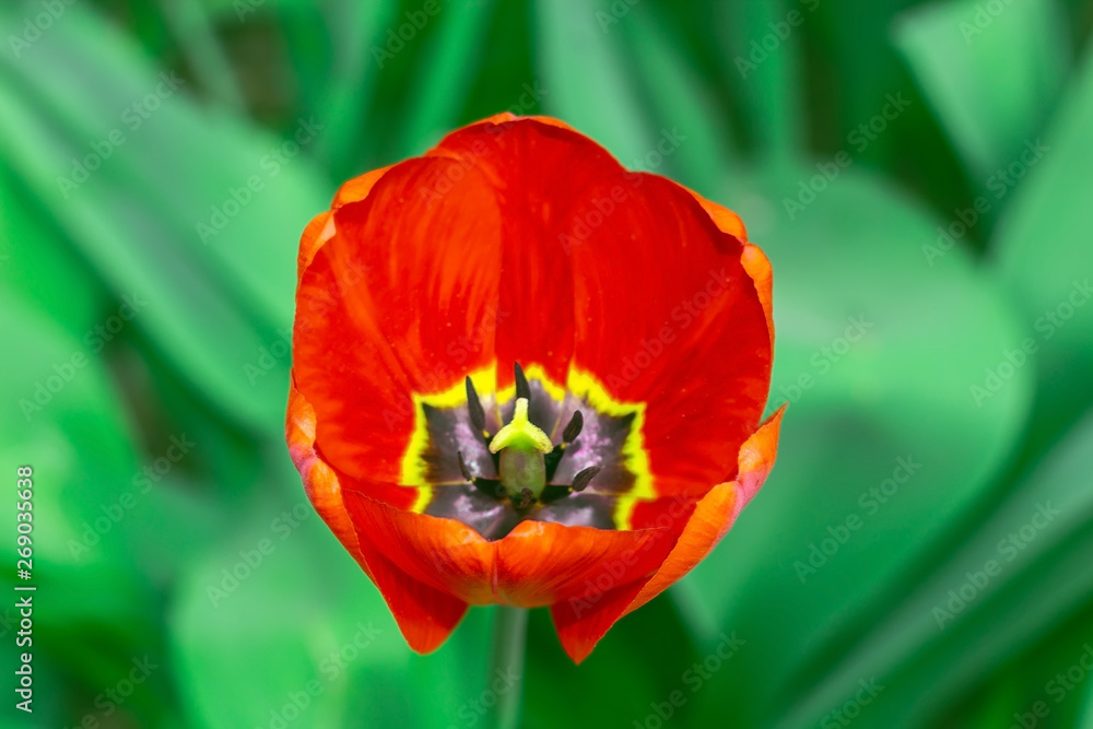 Tulip flower red spring flower bed close up