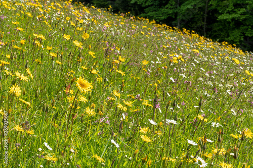 Blütenpracht einer Magerwiesen-Blumenwiese