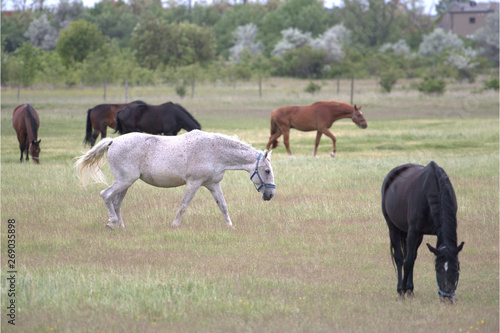 Pferde auf der Weide © MEISTERFOTO