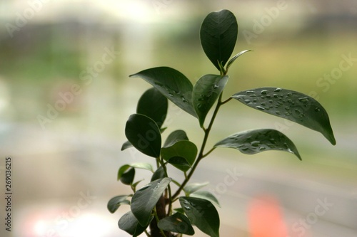 屋内で育つ植物