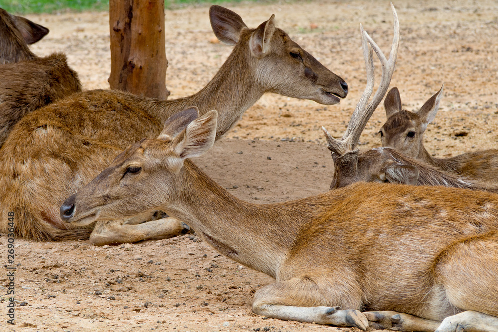 family deer in the farm. Relax time on day.