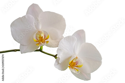  Two Orchids