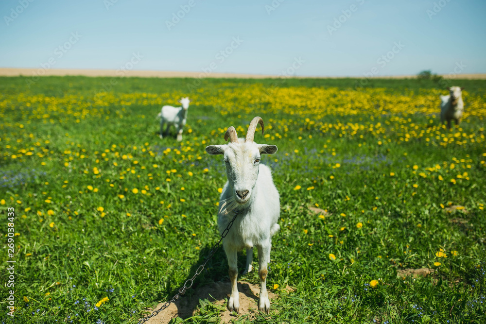 white goats graze on a flowering meadow in summer