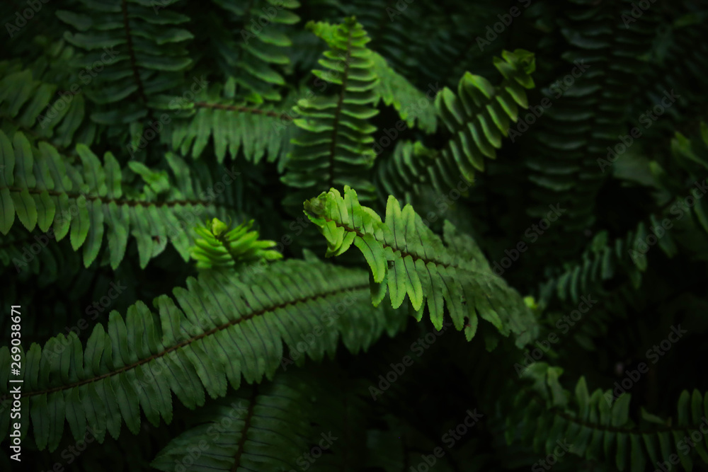 Fern, beautiful green fern leaves. fern bush. night, vintage style