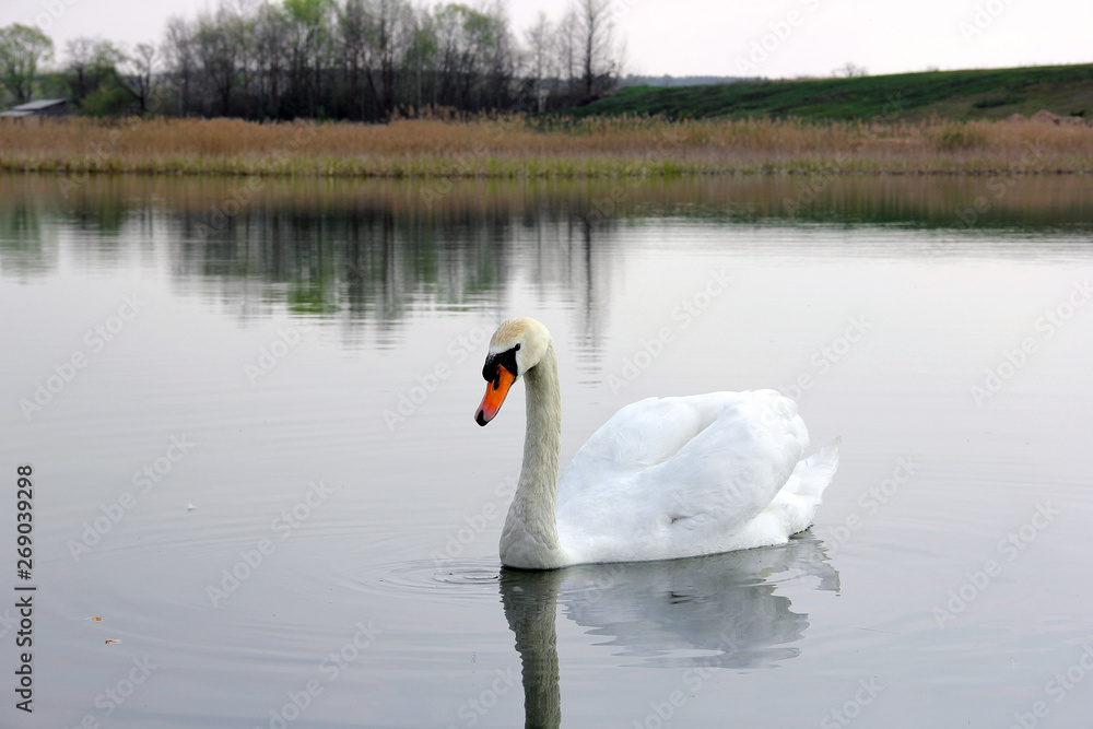 Swan. Beautiful swan on the water. Beautiful bird