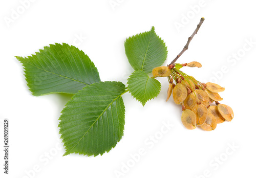 leaves and seeds of Elms Isolated on white background photo