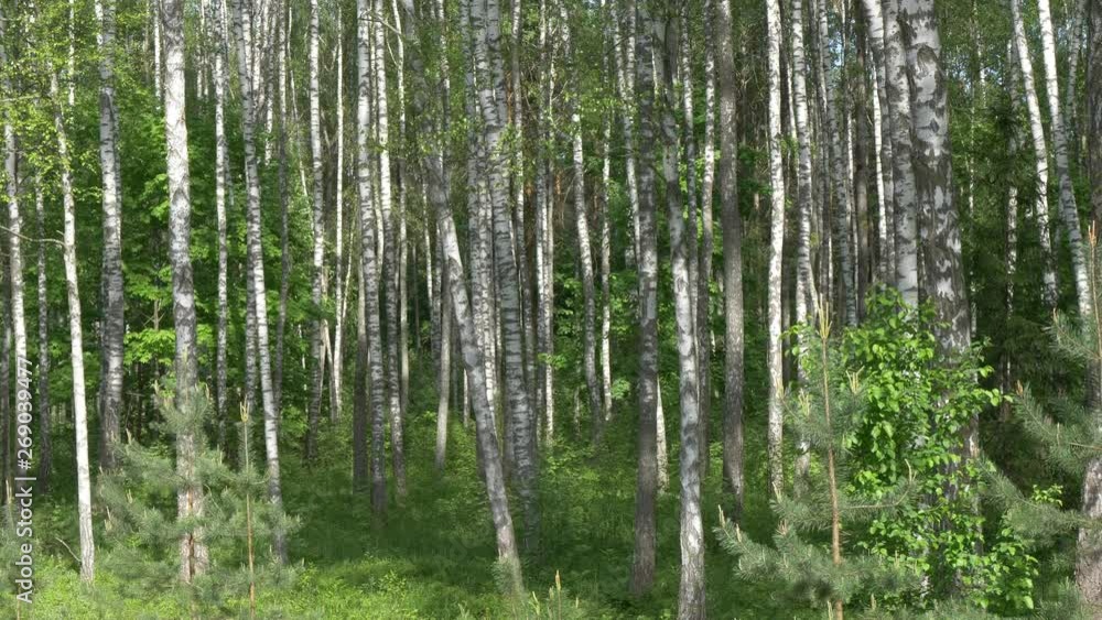Birch Grove. white tree trunks on a green background Birch Grove. white tree trunks on a green background