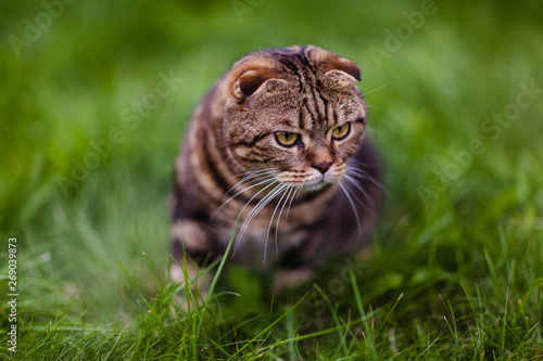 Cute lop-eared kitten in the grass close-up