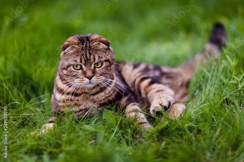 Cute lop-eared kitten in the grass close-up