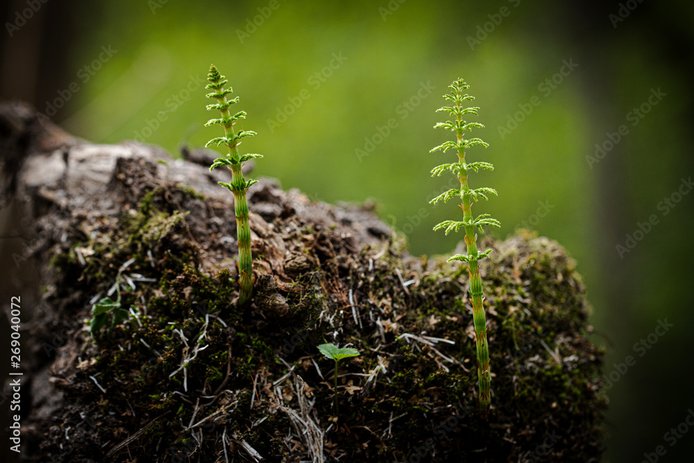 Fototapeta premium moss on tree