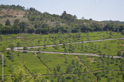  Tea estate, Kotagiri, Tamil Nadu, India photo